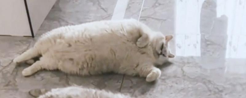 鉴别猫咪是否肥胖的方法，肚子明显下垂行走时会晃动代表非常胖