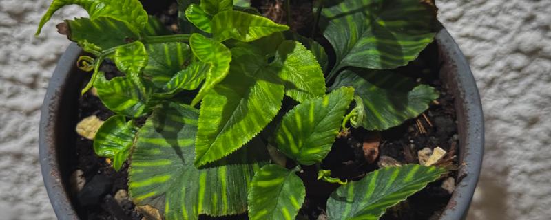 肖竹芋如何养殖,冬季温度不可低于10℃