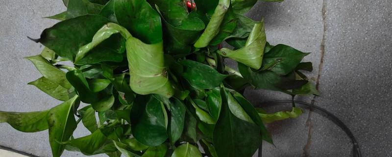 花受冻后能不能存活,受冻不严重未影响根系就不会死亡