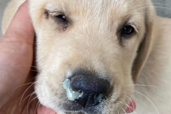狗狗流鼻涕的原因，鼻涕粘稠可能是细菌或病毒感染