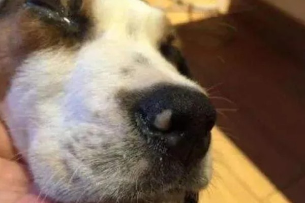 狗狗流鼻涕的原因，鼻涕粘稠可能是细菌或病毒感染