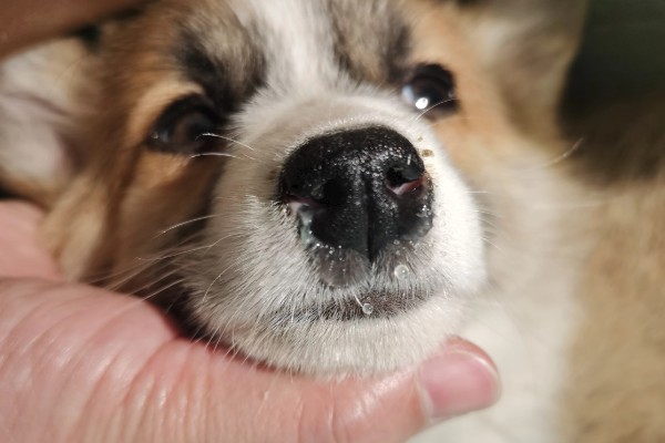 狗狗流鼻涕的原因，鼻涕粘稠可能是细菌或病毒感染