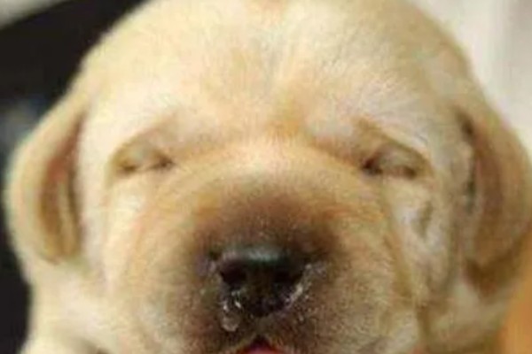 狗狗流鼻涕的原因，鼻涕粘稠可能是细菌或病毒感染