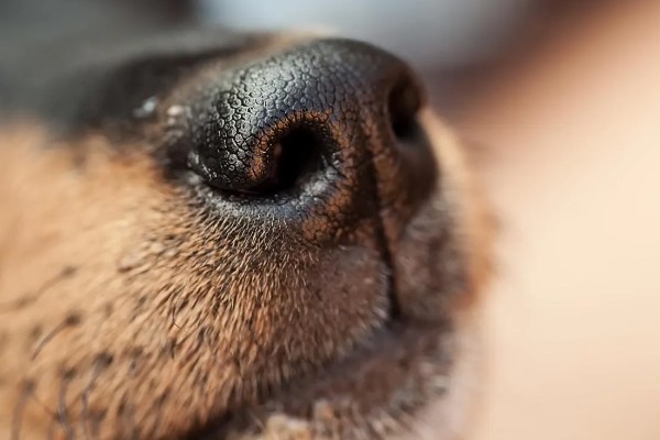 狗狗流鼻涕的原因，鼻涕粘稠可能是细菌或病毒感染