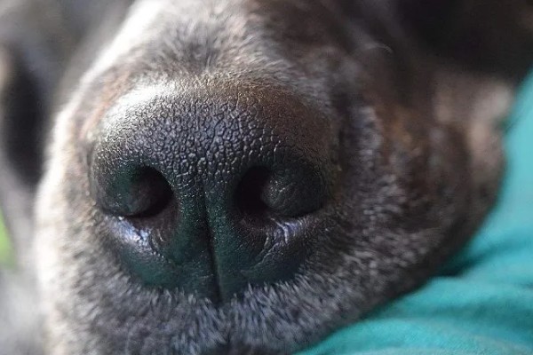 狗狗流鼻涕的原因，鼻涕粘稠可能是细菌或病毒感染