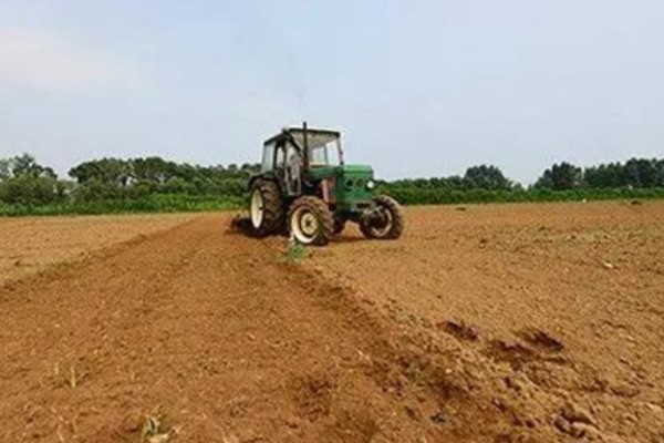 茯苓的种植方法,茯苓接种分春、秋两季