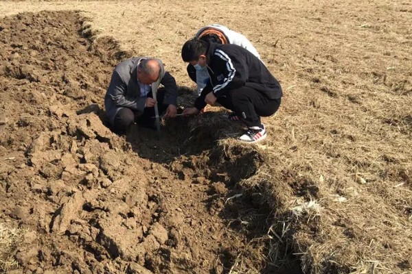 茯苓的种植方法,茯苓接种分春、秋两季
