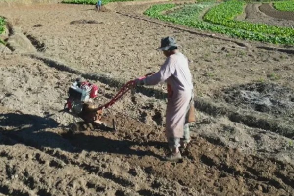 茯苓的种植方法,茯苓接种分春、秋两季