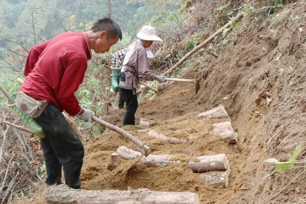 茯苓的种植方法,茯苓接种分春、秋两季