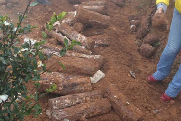 茯苓的种植方法,茯苓接种分春、秋两季