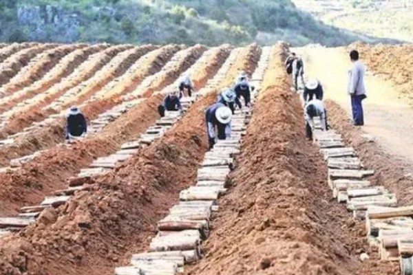 茯苓的种植方法,茯苓接种分春、秋两季