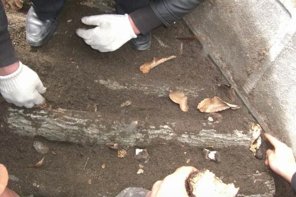 茯苓的种植方法,茯苓接种分春、秋两季