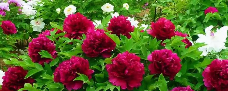 红牡丹的寓意，寓意富贵、圆满等