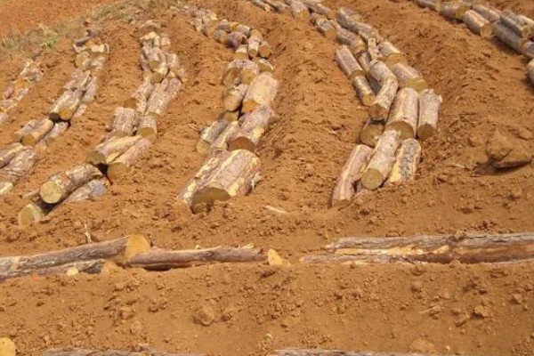 茯苓的种植方法,茯苓接种分春、秋两季