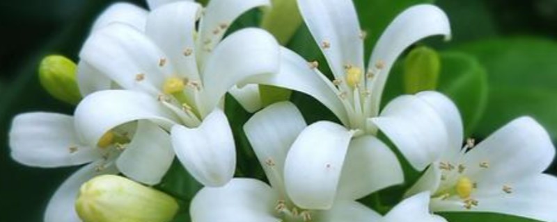 九里香有什么花语，代表遥远的爱、优雅迷人等含义