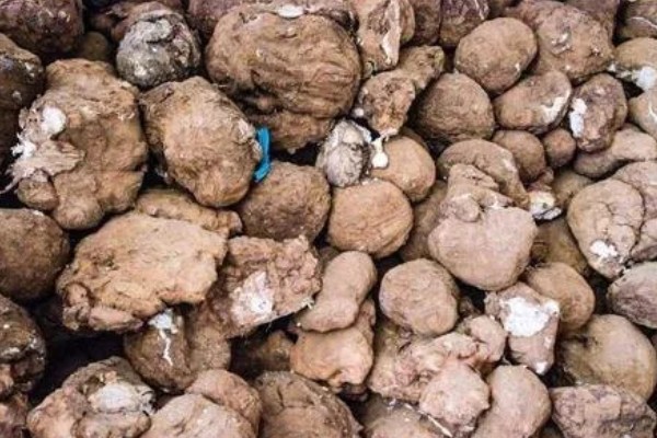 茯苓的种植方法,茯苓接种分春、秋两季