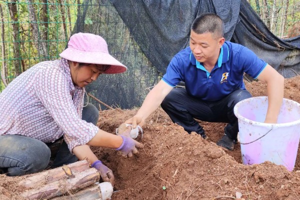 茯苓的种植方法,茯苓接种分春、秋两季