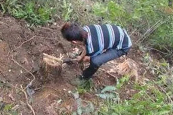 茯苓的种植方法,茯苓接种分春、秋两季