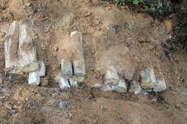 茯苓的种植方法,茯苓接种分春、秋两季