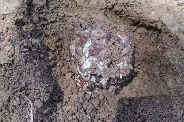 茯苓的种植方法,茯苓接种分春、秋两季