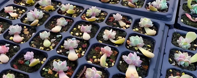 多肉怎么浇水，冬季要选择有太阳的中午进行