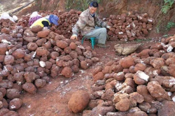 茯苓的种植方法,茯苓接种分春、秋两季