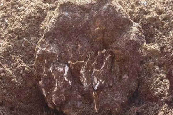 茯苓的种植方法,茯苓接种分春、秋两季