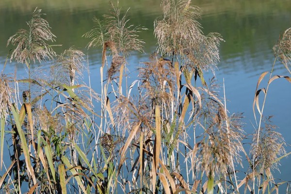 干芦苇放在客厅要注意什么，每天接受不低于4小时光照