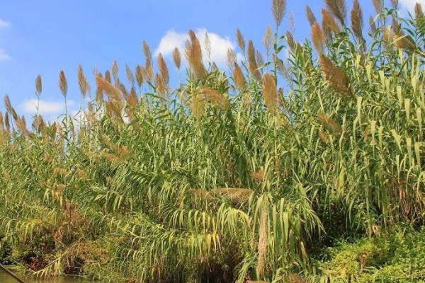 干芦苇放在客厅要注意什么，每天接受不低于4小时光照