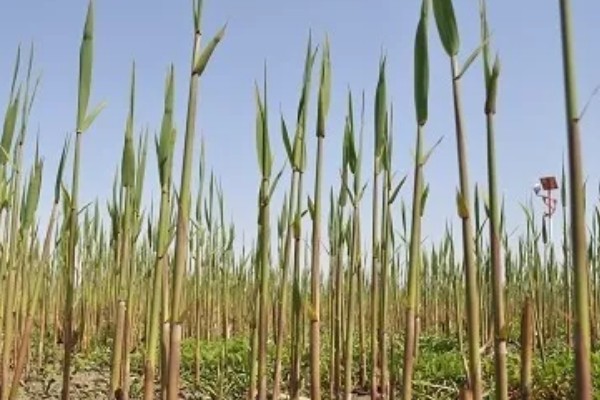 干芦苇放在客厅要注意什么，每天接受不低于4小时光照