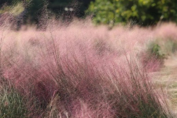 干芦苇放在客厅要注意什么，每天接受不低于4小时光照