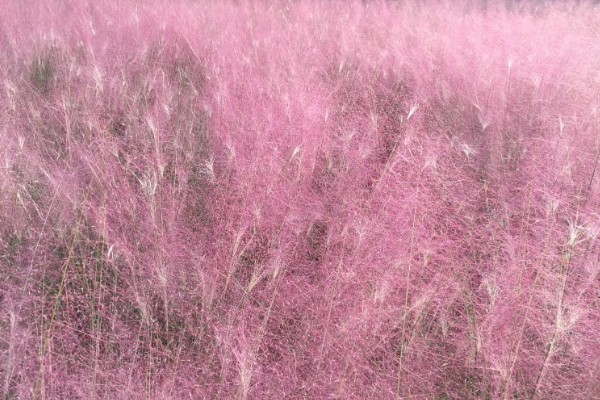 干芦苇放在客厅要注意什么，每天接受不低于4小时光照