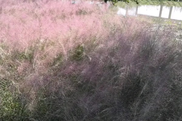 干芦苇放在客厅要注意什么，每天接受不低于4小时光照