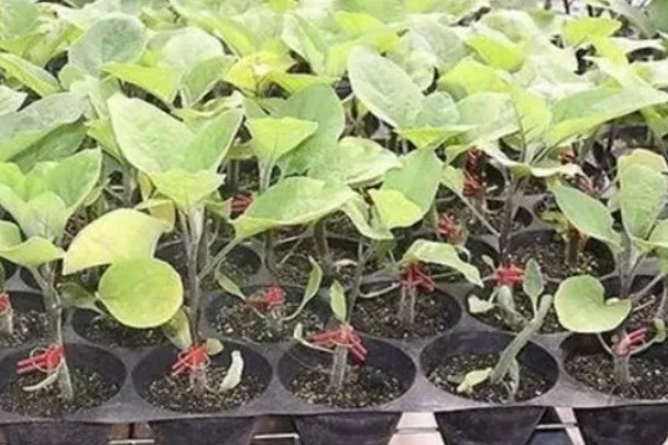 茄子怎么育苗,缓苗后要降温降湿