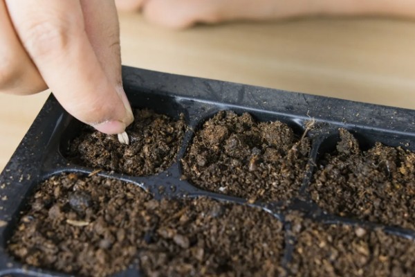 茄子怎么育苗,缓苗后要降温降湿