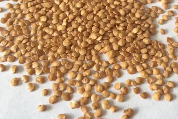 茄子怎么育苗,缓苗后要降温降湿