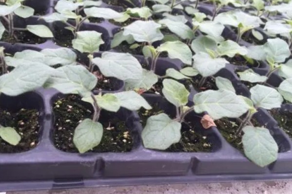 茄子怎么育苗,缓苗后要降温降湿