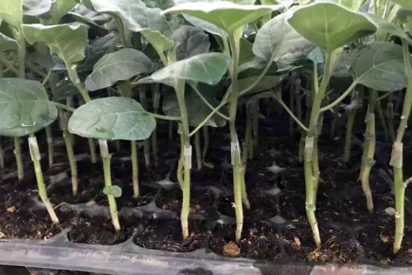 茄子怎么育苗,缓苗后要降温降湿