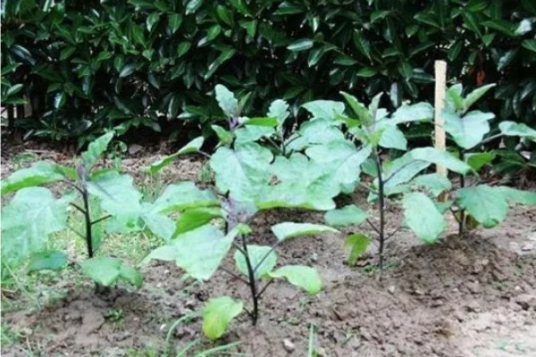 茄子怎么育苗,缓苗后要降温降湿