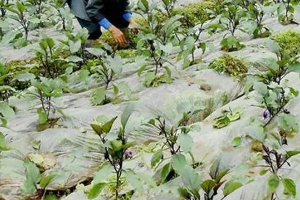 茄子怎么育苗,缓苗后要降温降湿