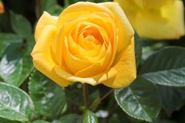 黄玫瑰的花语,寓意美好的友情、逝去的爱等