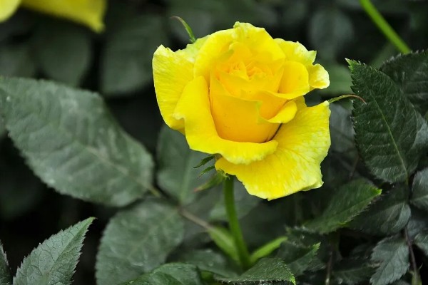 黄玫瑰的花语,寓意美好的友情、逝去的爱等