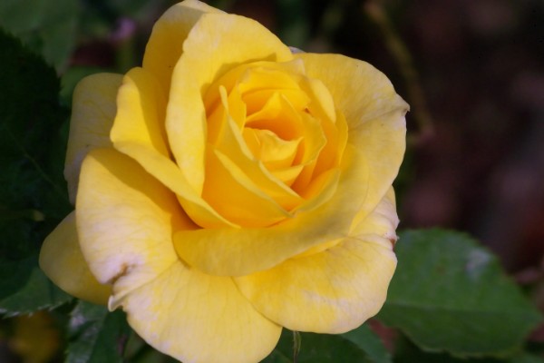 黄玫瑰的花语,寓意美好的友情、逝去的爱等