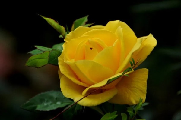 黄玫瑰的花语,寓意美好的友情、逝去的爱等