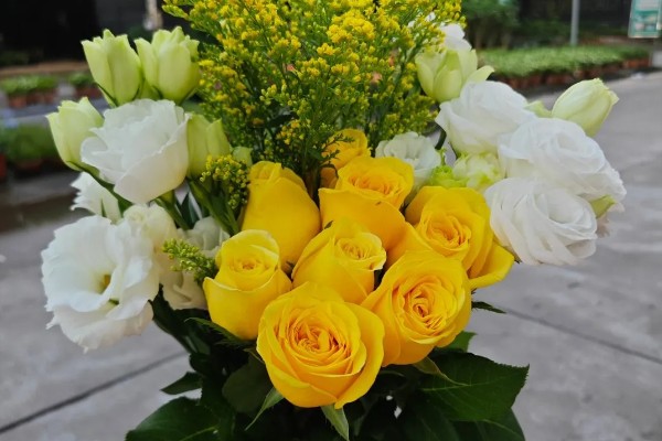 黄玫瑰的花语,寓意美好的友情、逝去的爱等