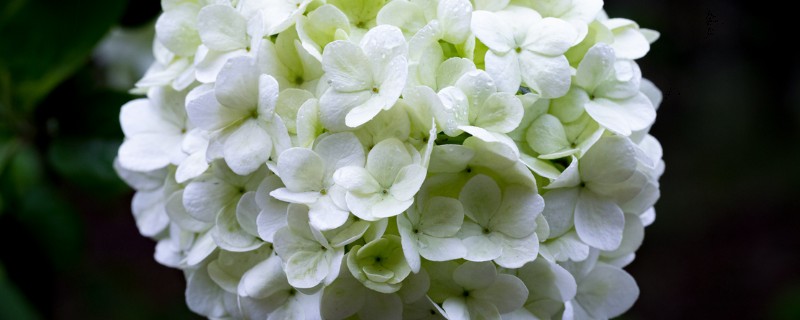 白色绣球花的花语是什么，寓意希望、光明等