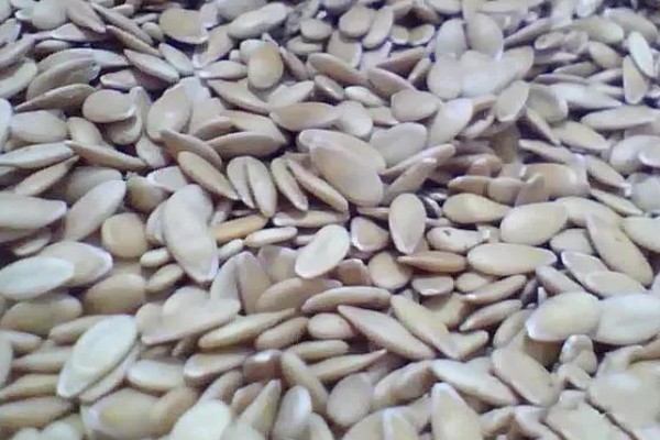 甜瓜的播种方法,催芽后每个营养钵播种2粒