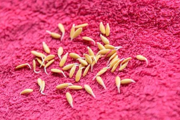 甜瓜的播种方法,催芽后每个营养钵播种2粒