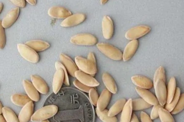 甜瓜的播种方法,催芽后每个营养钵播种2粒