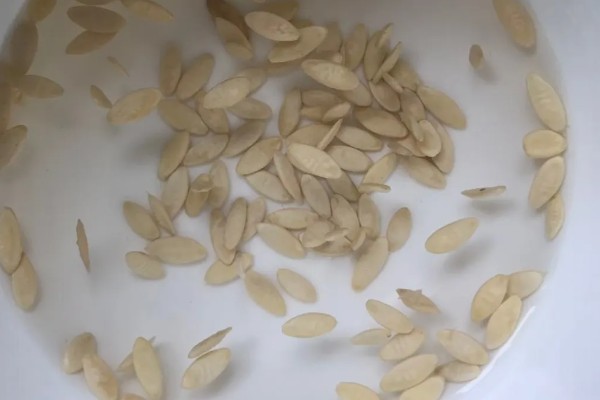 甜瓜的播种方法,催芽后每个营养钵播种2粒